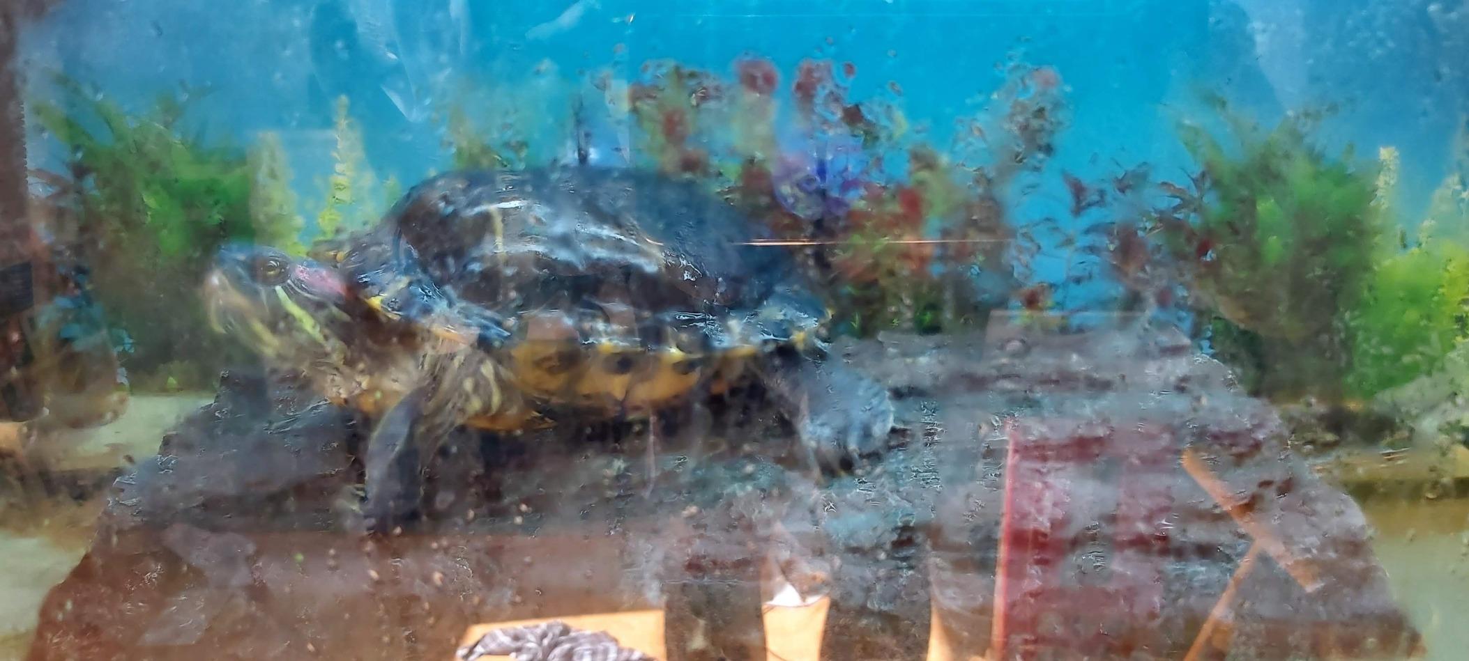 Hobby Turtle Island 3 Schwimminsel 40,5x22 cm Fels