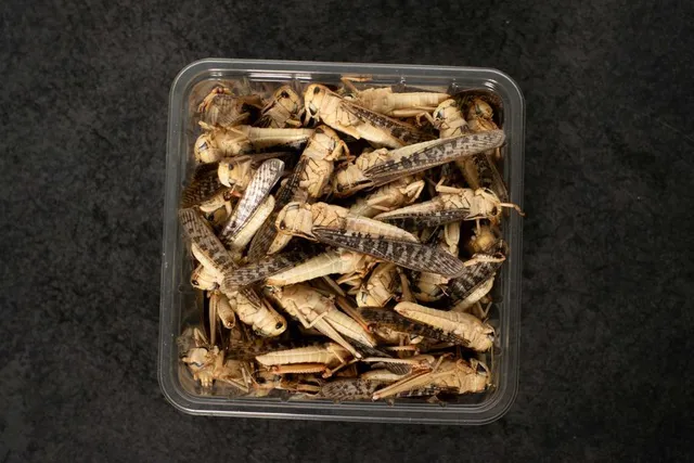 intipa Heuschrecken L Futterinsekten 100 Stück proteinreich