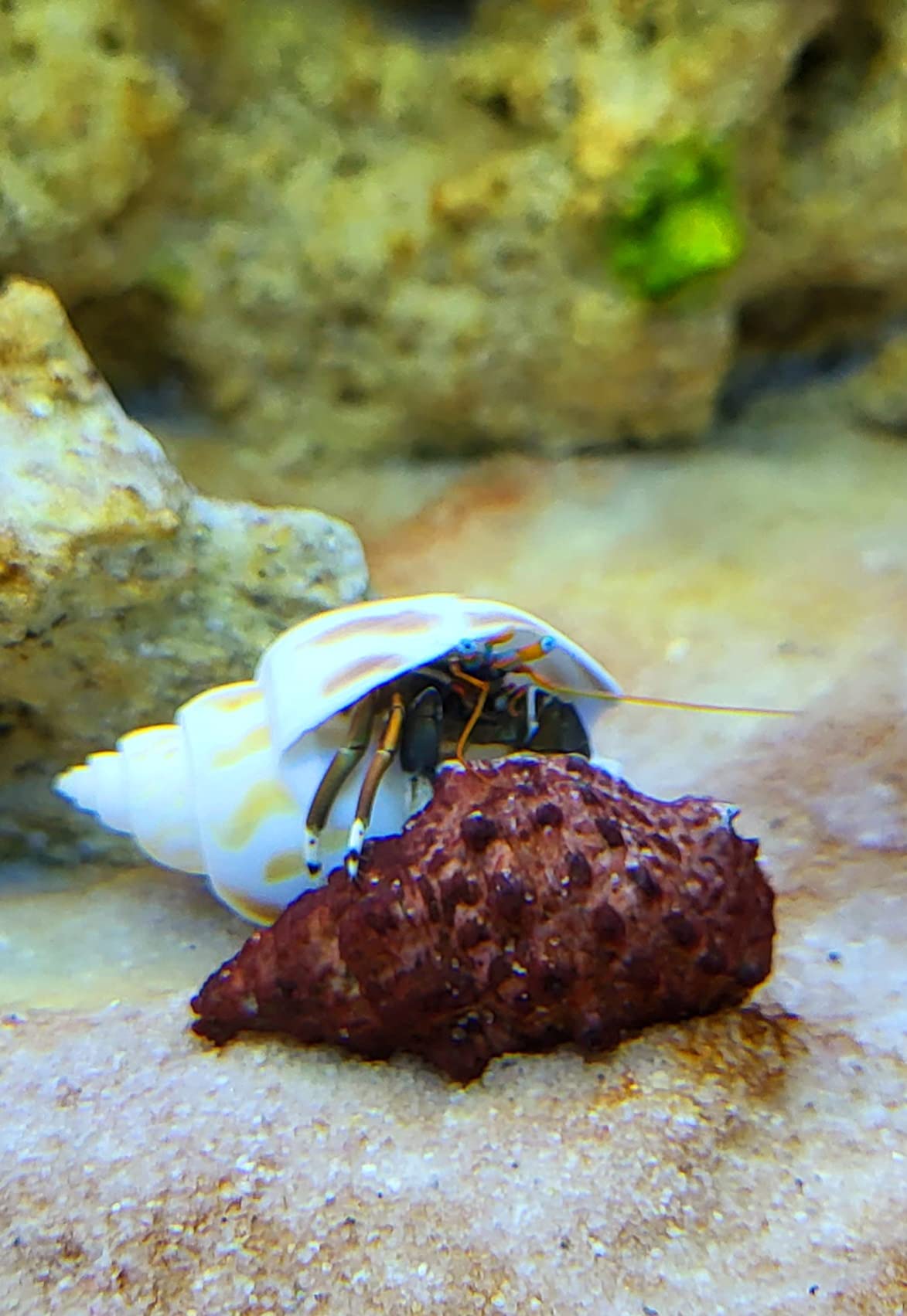Hobby Sea Shells 40222 Dekomuscheln M 10 Stück natur