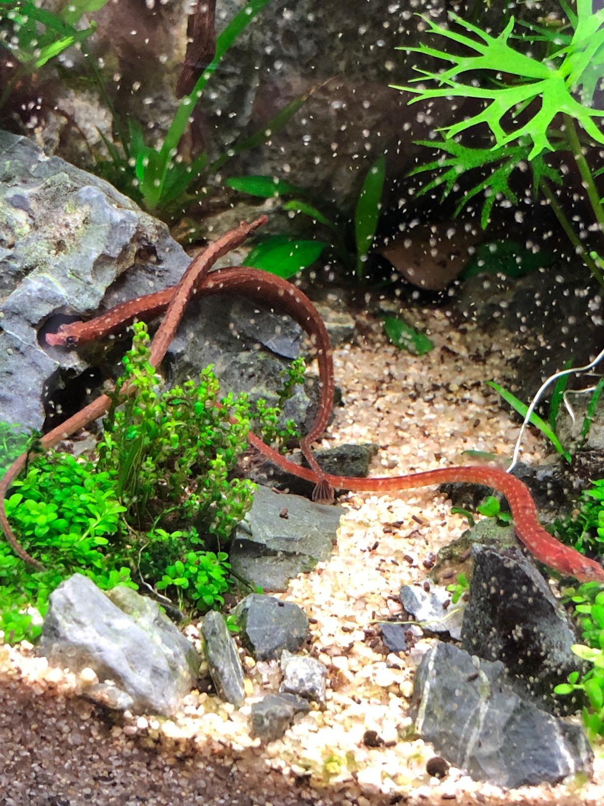 Hobby Artemia Aufzuchtschale mit Sieb und Löffel