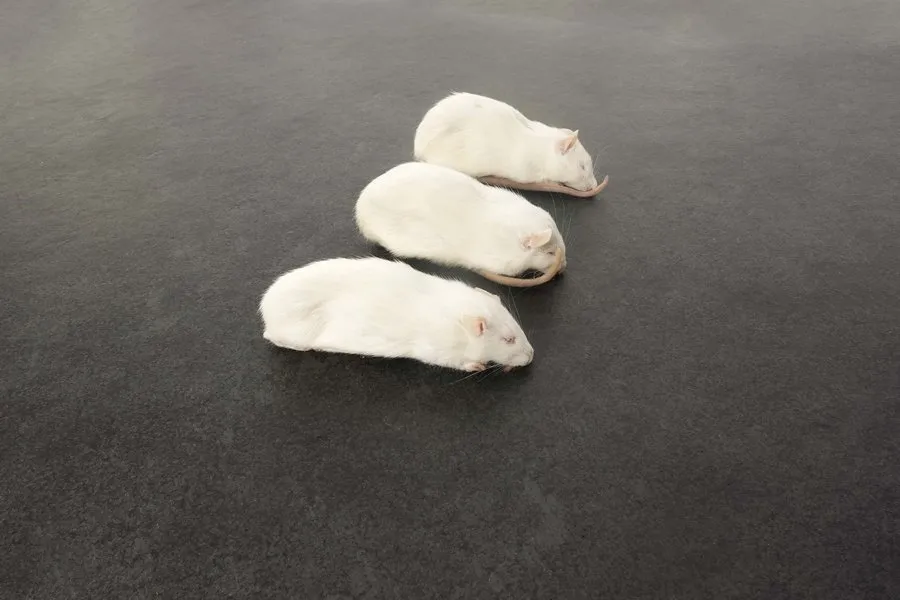Ratten S 130-150 g Frostfutter 5 Stück Schlange