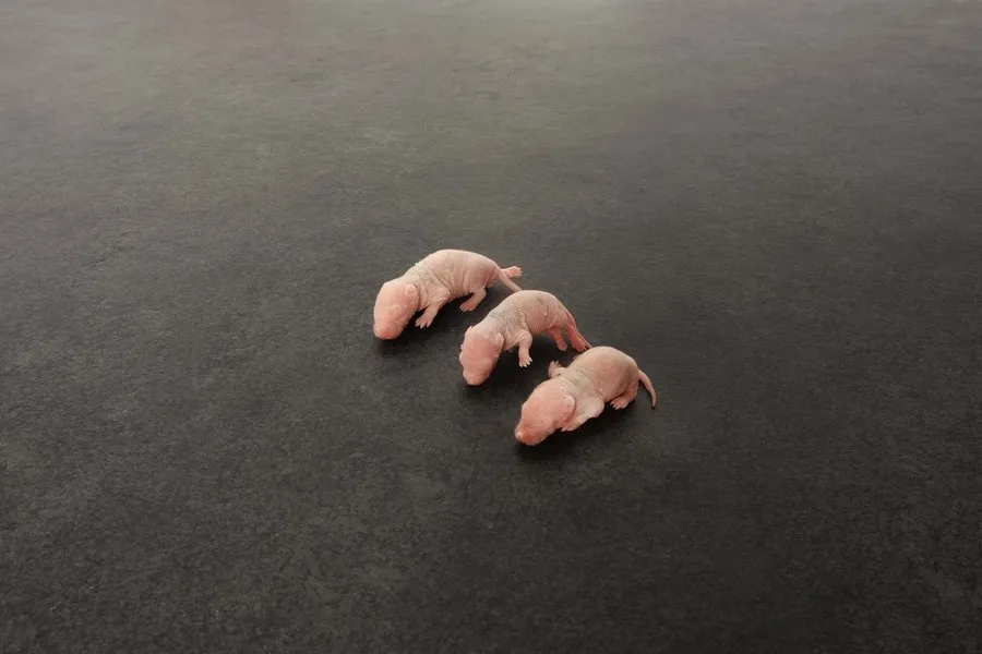 Babyratten Frostfutter 6-10 g 10 Stück Schlangen