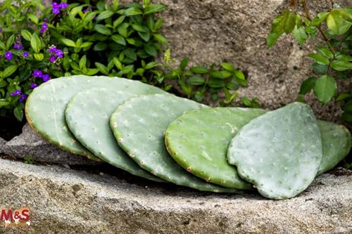 M&S Reptilien Opuntia ficus indica Feigenkaktus 1 kg bio
