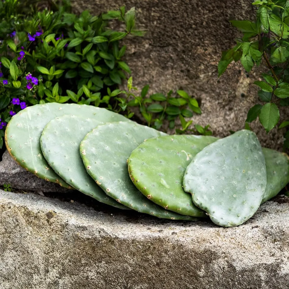 M&S Reptilien Opuntia ficus indica Feigenkaktus 1 kg bio