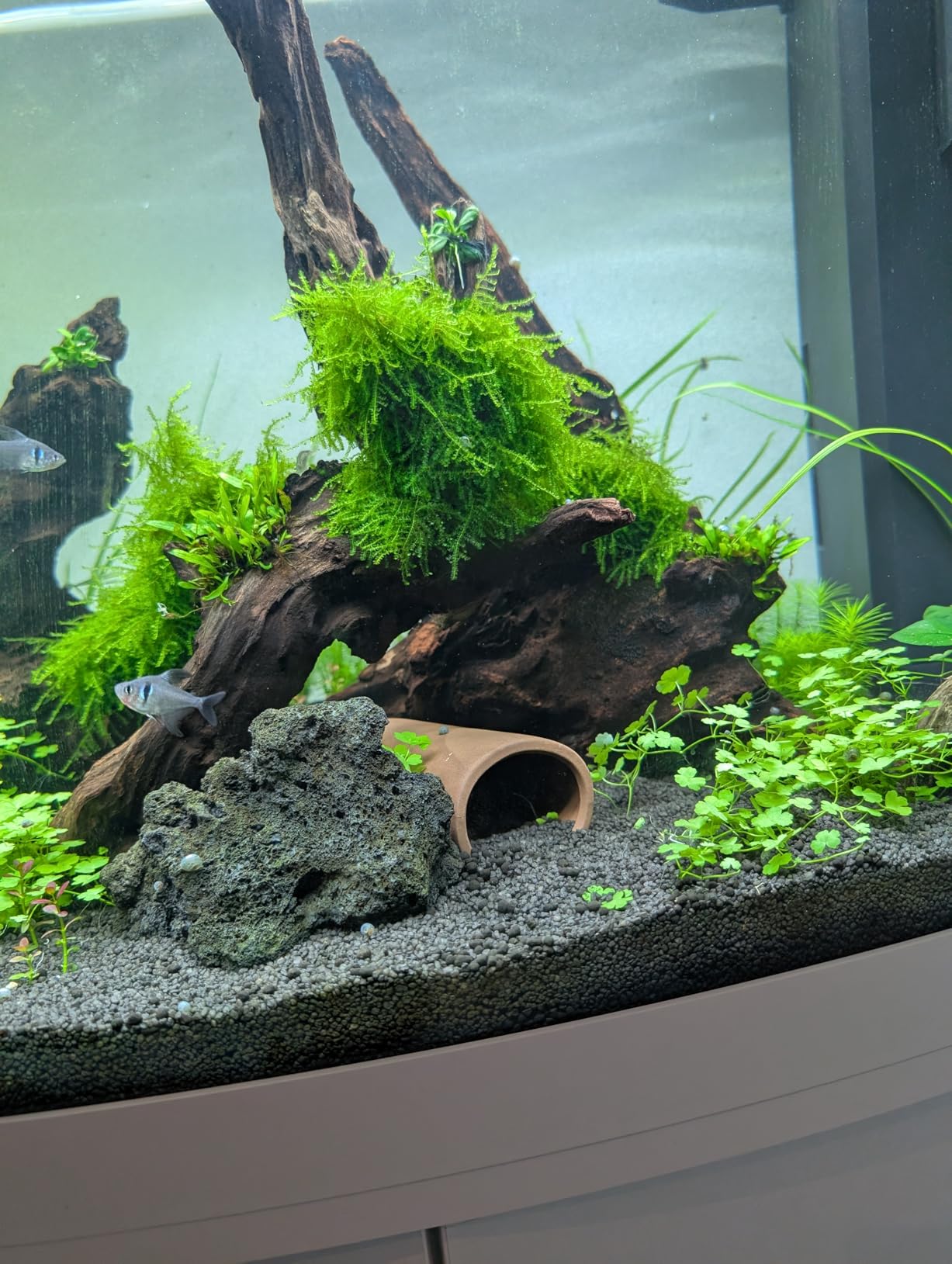 Hobby Catfish Cave L Welshöhle 7x16 cm dunkel