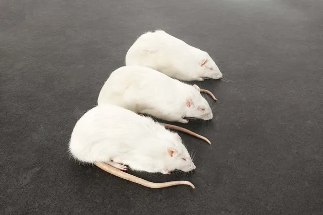 intipa Ratten XL Frostbeute 350-399 g 5 Stück