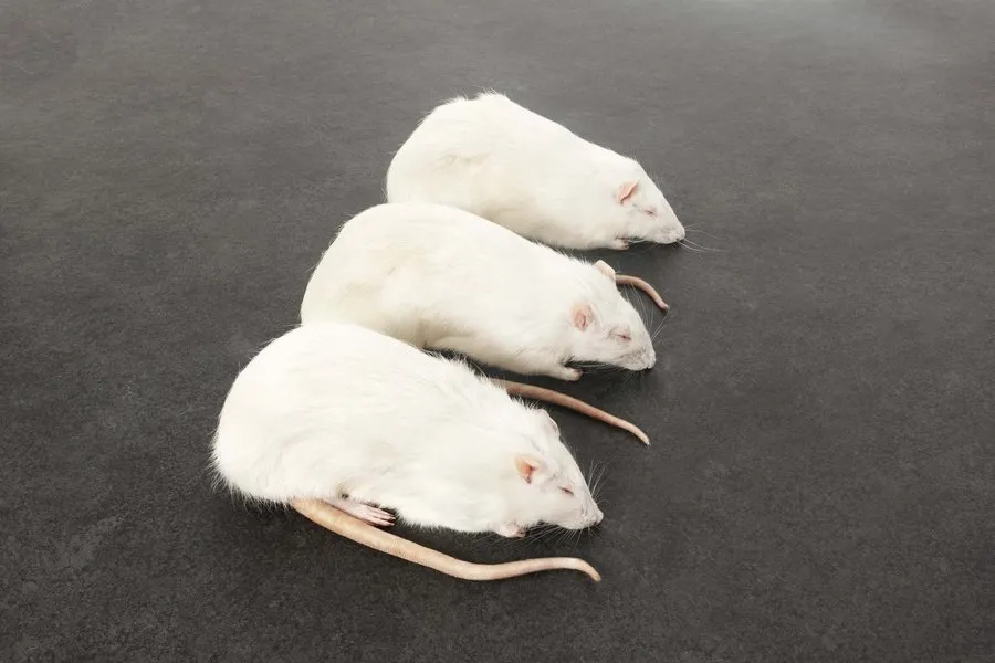 intipa Ratten XL Frostbeute 350-399 g 5 Stück