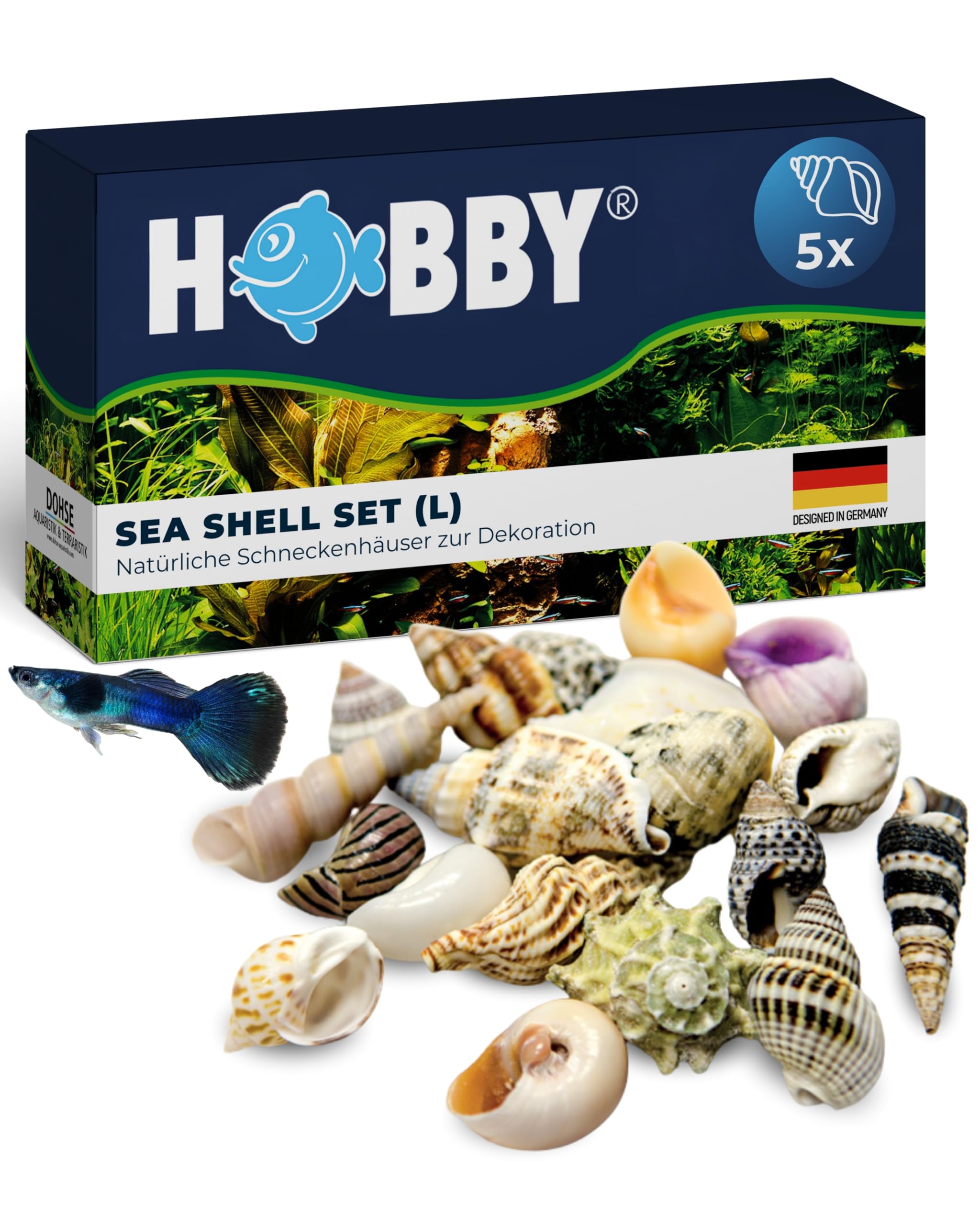 Hobby Sea Shells 40222 Dekomuscheln M 10 Stück natur