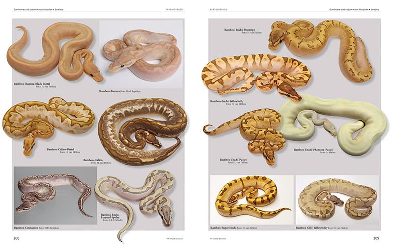 M&S Reptilien Python regius Atlas Buch Farbmorphen Terrarien