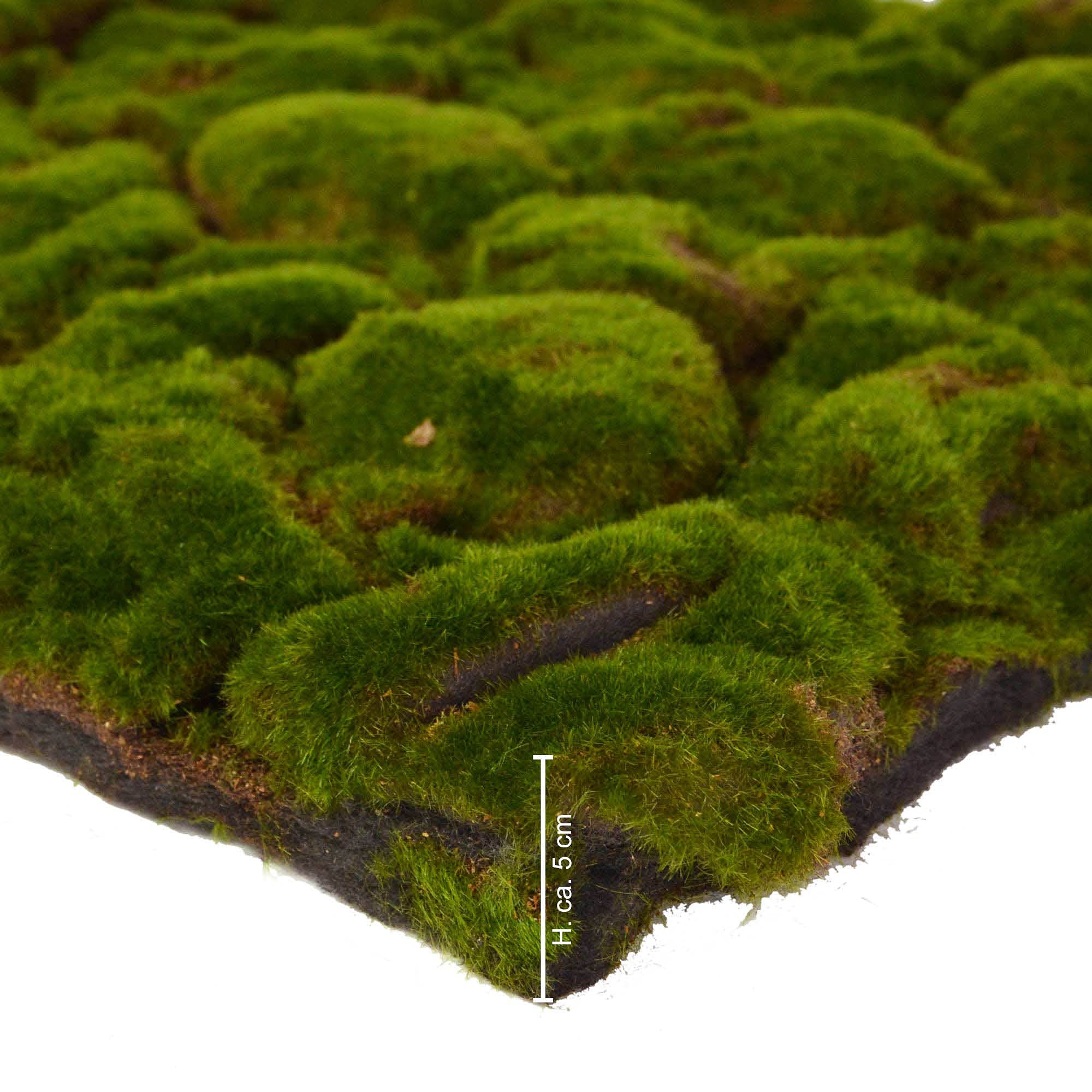 Repiterra Terrarium Rückwand Moos 116x58 cm 3D Hintergrund