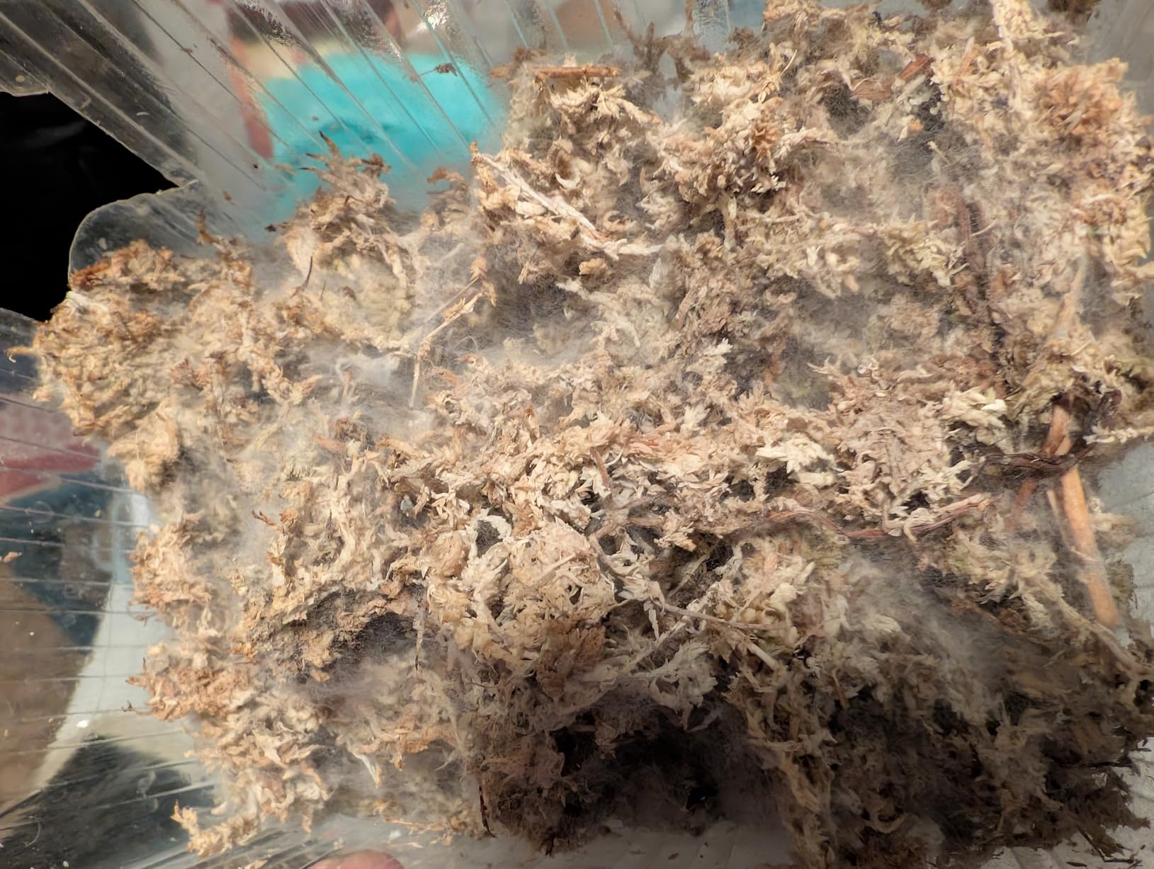Hobby Sphagnum Moss Terrarienmoos 100 g 4,5 l