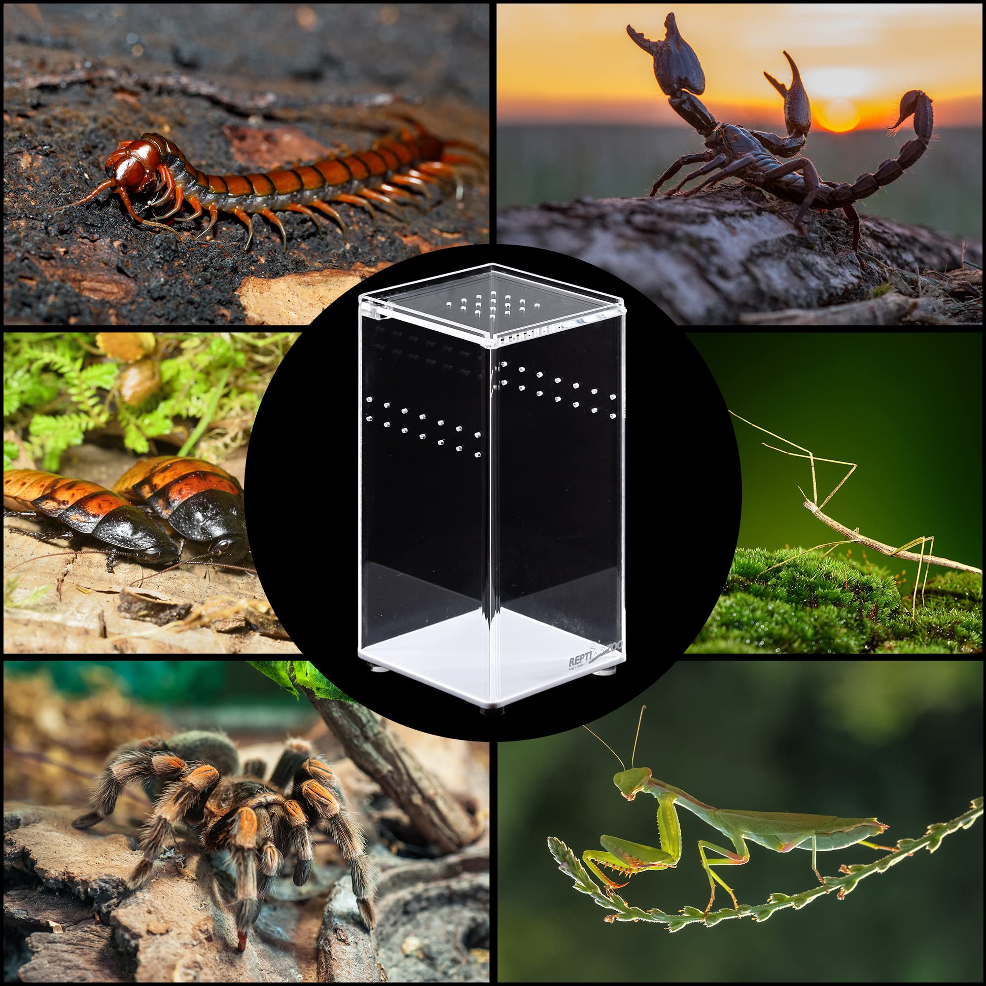 Repti Zoo Acryl-Terrarium 7,5x7,5x15 cm transparent