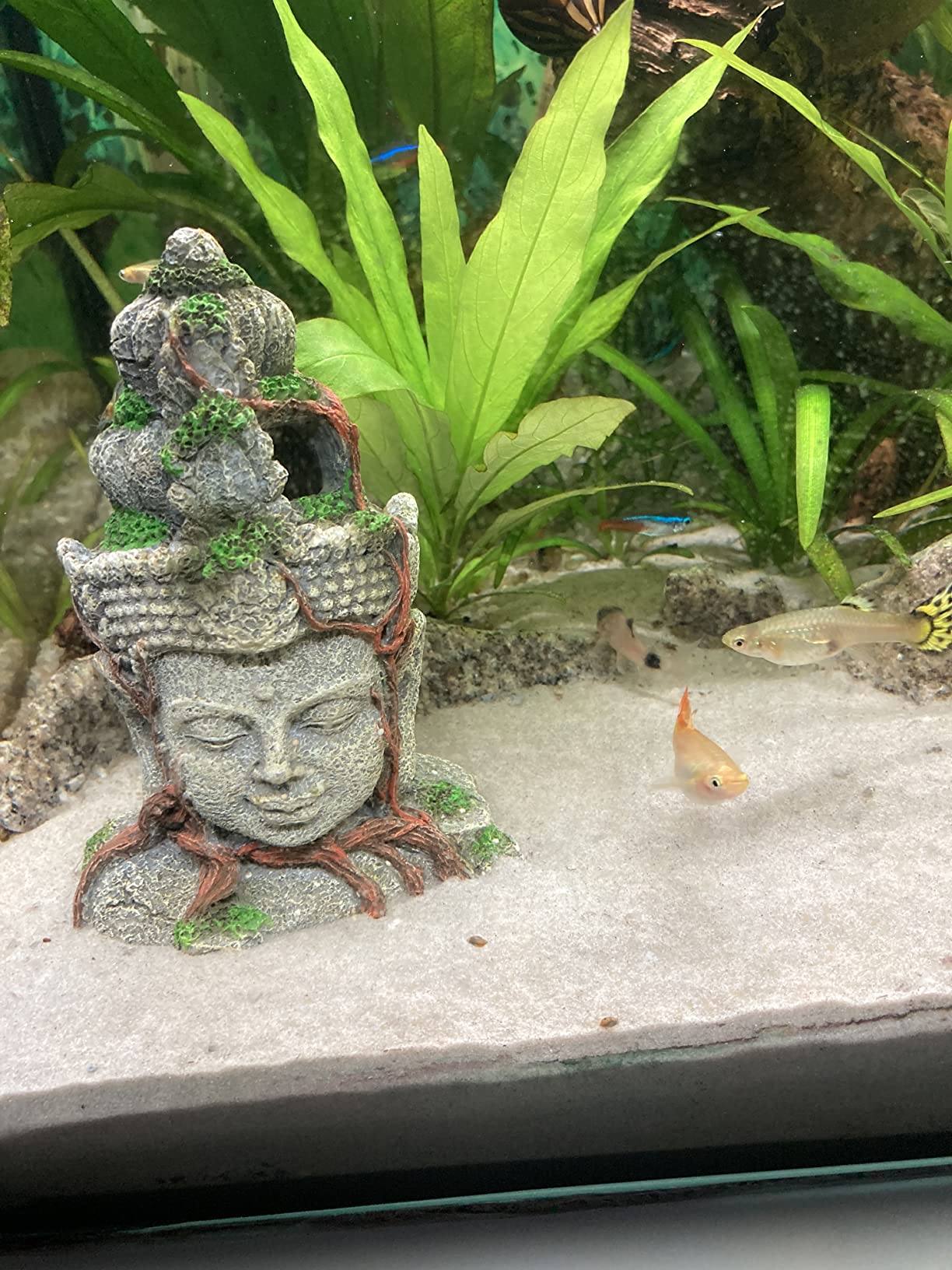 Hobby Vishnu Aquariumdeko 9x6,5x12,5 cm Polyresin