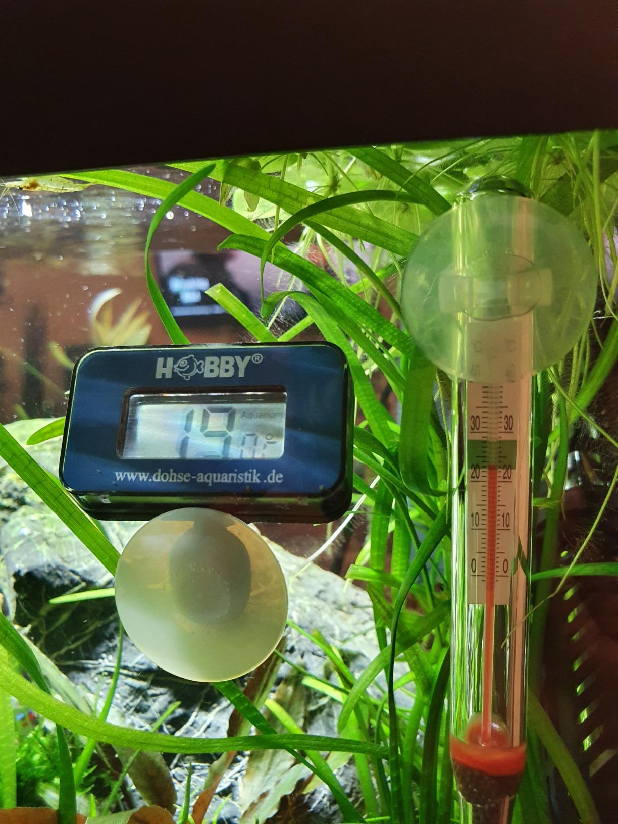 Hobby DT1 Digital-Thermometer dunkelrot Terrarium
