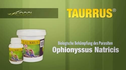 M&S Tauruss M Raubmilben 1-2 Tiere Milbenbekämpfung