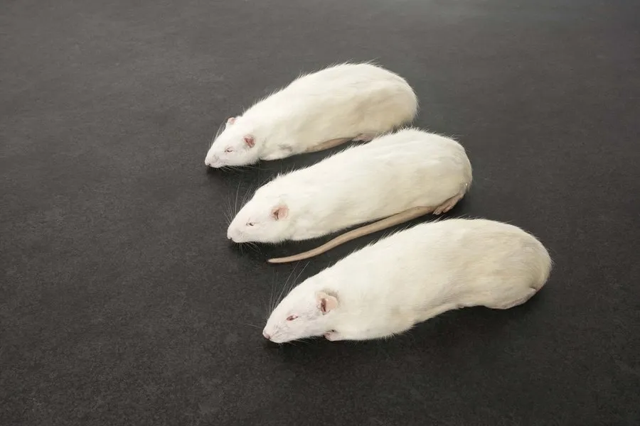 intipa Ratten L 300-349 g Frostfutter 5 Stück