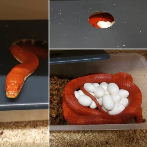 M&S Reptilien Schlupfhöhle Ablagebox für kleine Schlangen