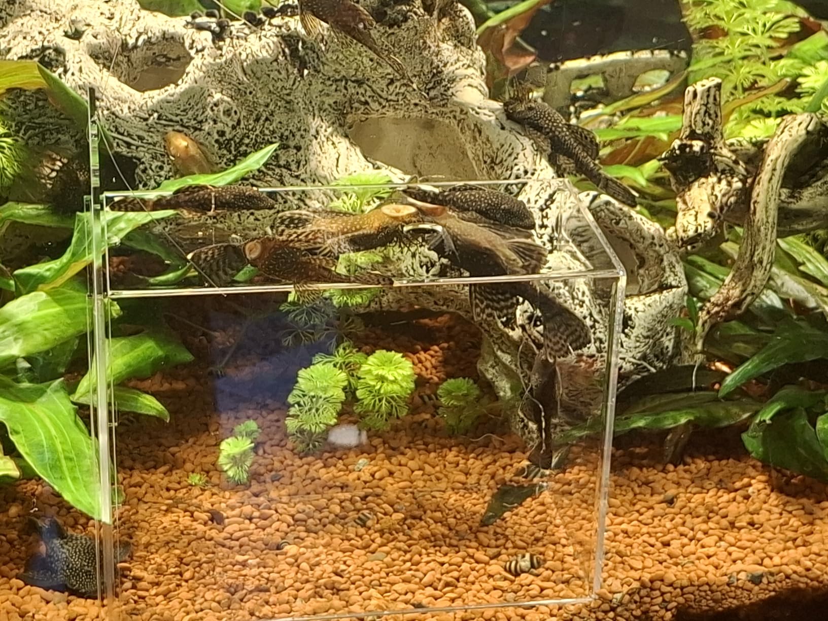 Hobby Genius Fischfalle Aquarium 21x13x15 cm transparent