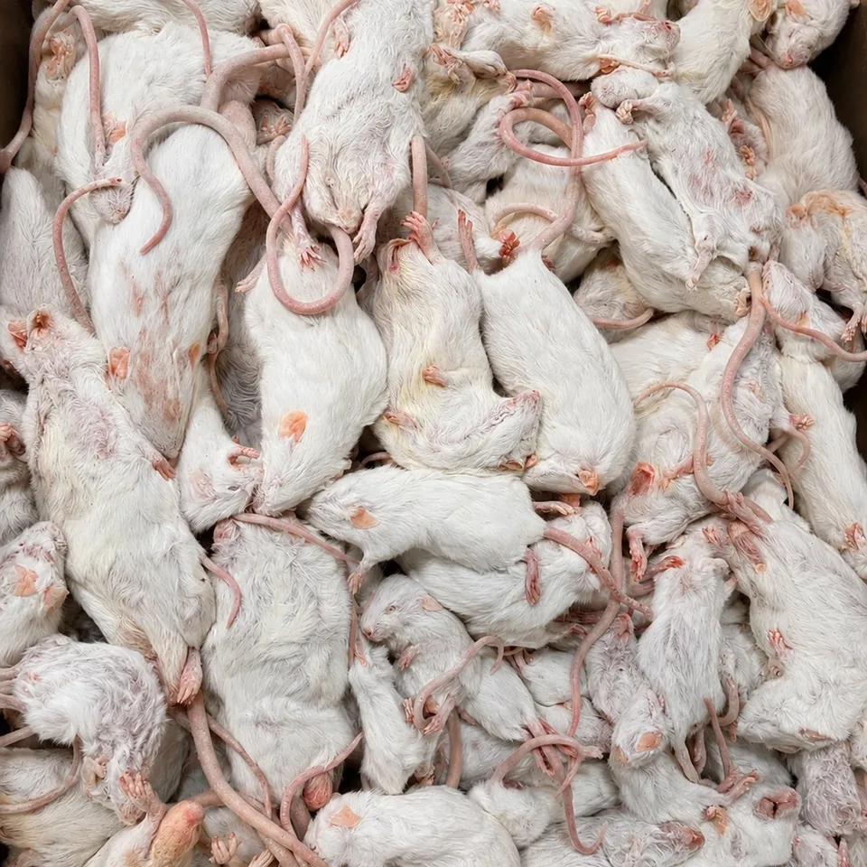 Intipa Mäuse 2. Wahl Frostfutter 15 kg unsortiert
