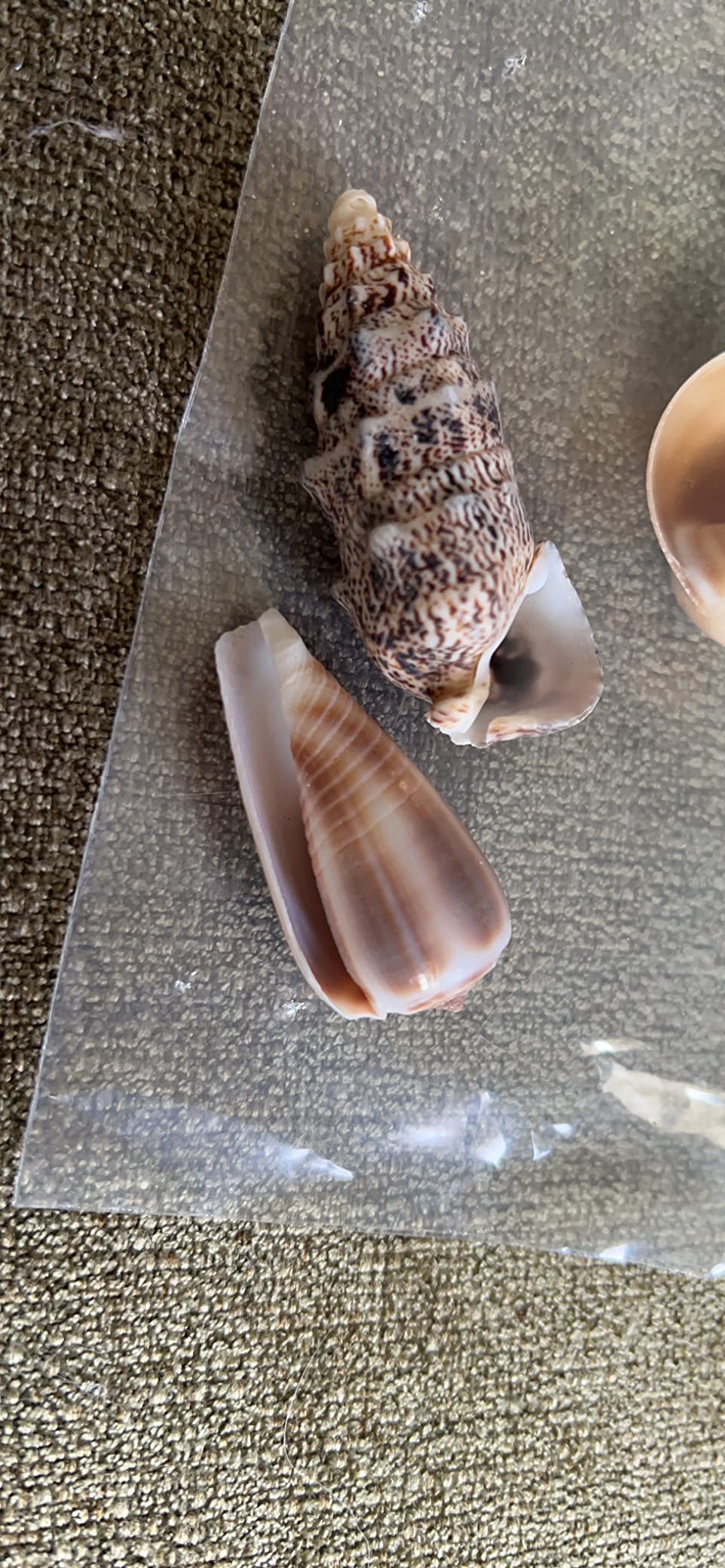 Hobby Sea Shells 40222 Dekomuscheln M 10 Stück natur