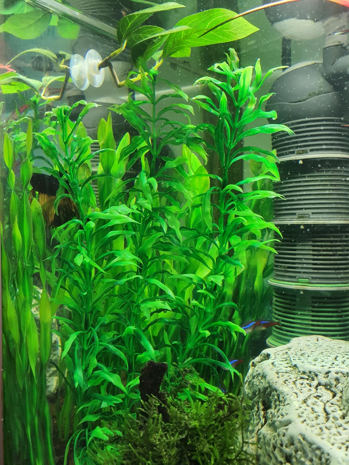 Hobby Heteranthera Kunstpflanze Aquarium 34 cm naturnah felsfixiert