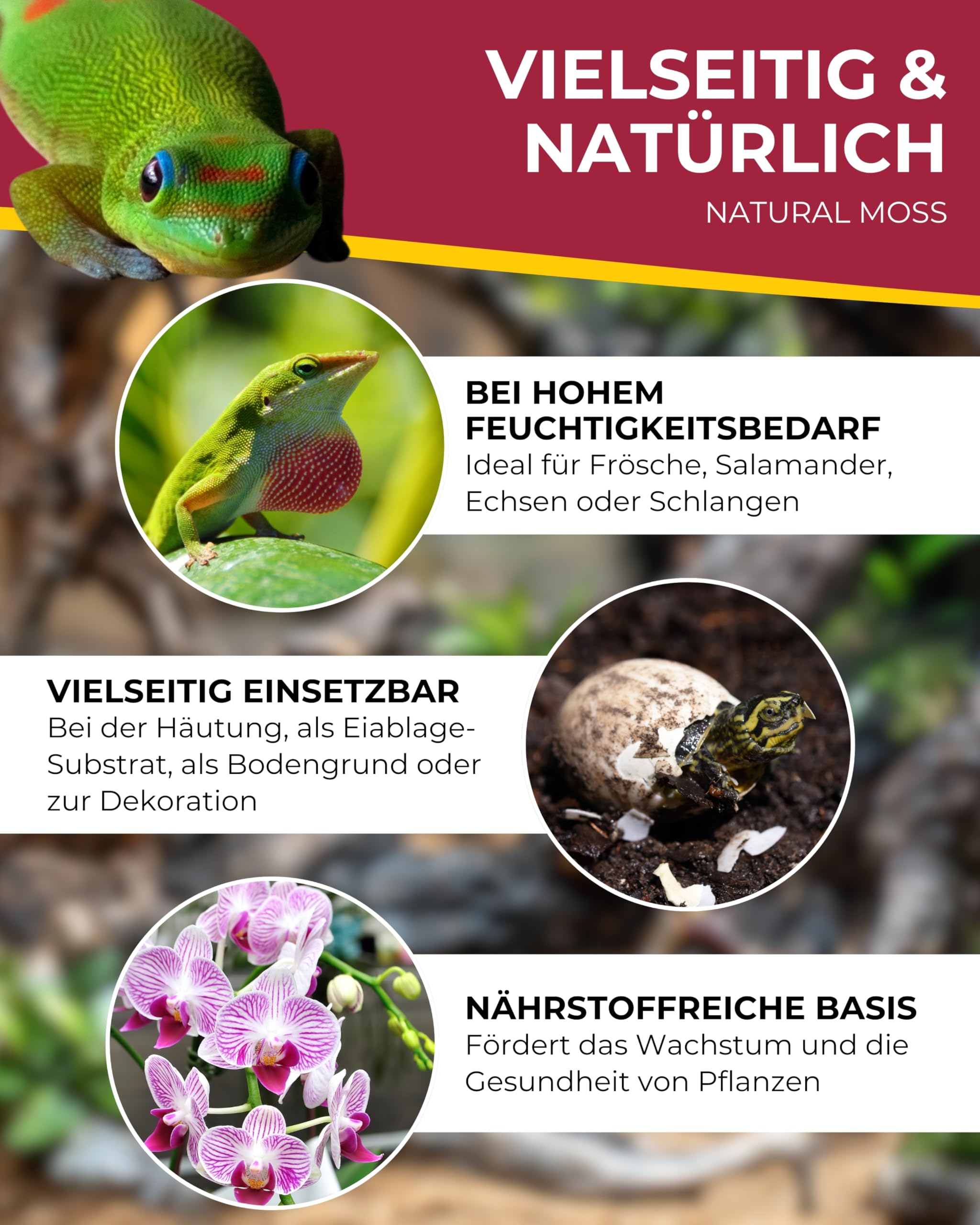 Hobby Natural Moss Terrarienmoos 100 g natürlich feuchtigkeitsbindend