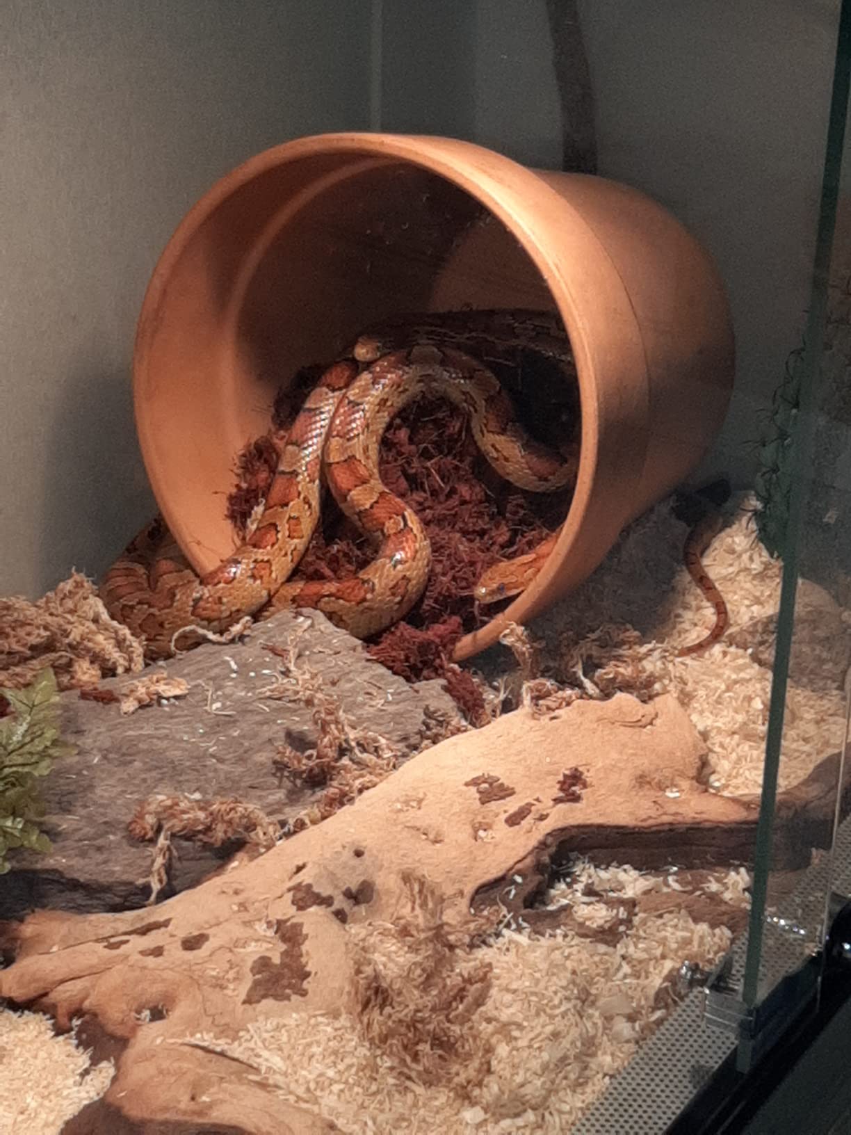 M&S Reptilien Reptile-Wood Fine Bodensubstrat 25 Liter schimmelfest