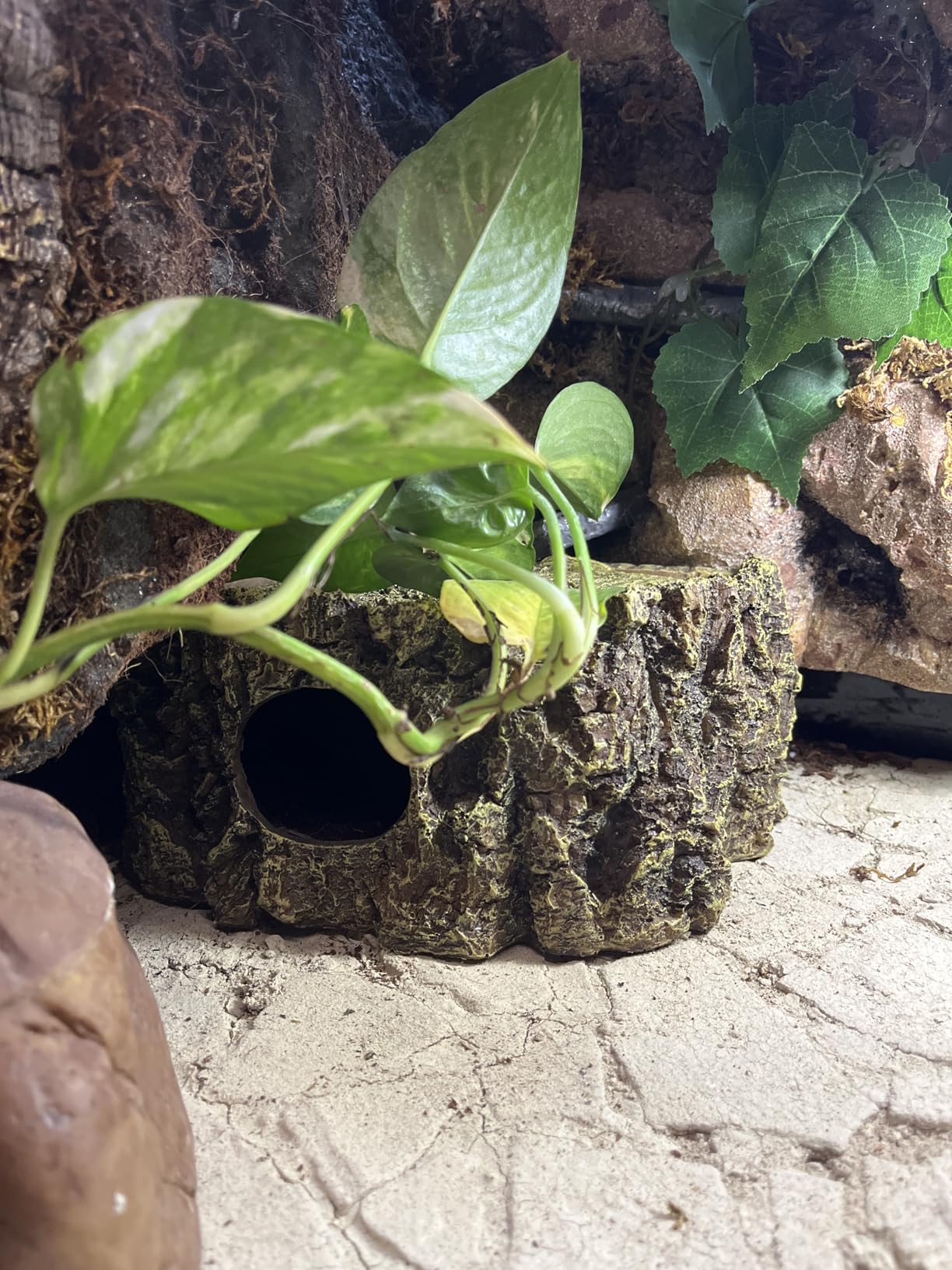 Hobby Bark I Eckhöhle Terrarium 21x15x11 cm naturnah