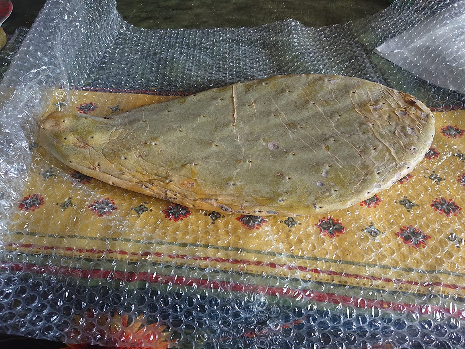 M&S Reptilien Opuntia ficus indica Feigenkaktus 1 kg bio