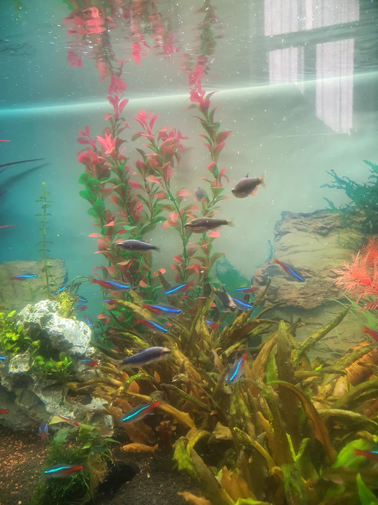 Hobby Ludwigia Kunstpflanze 60 cm Aquaristik Felsen