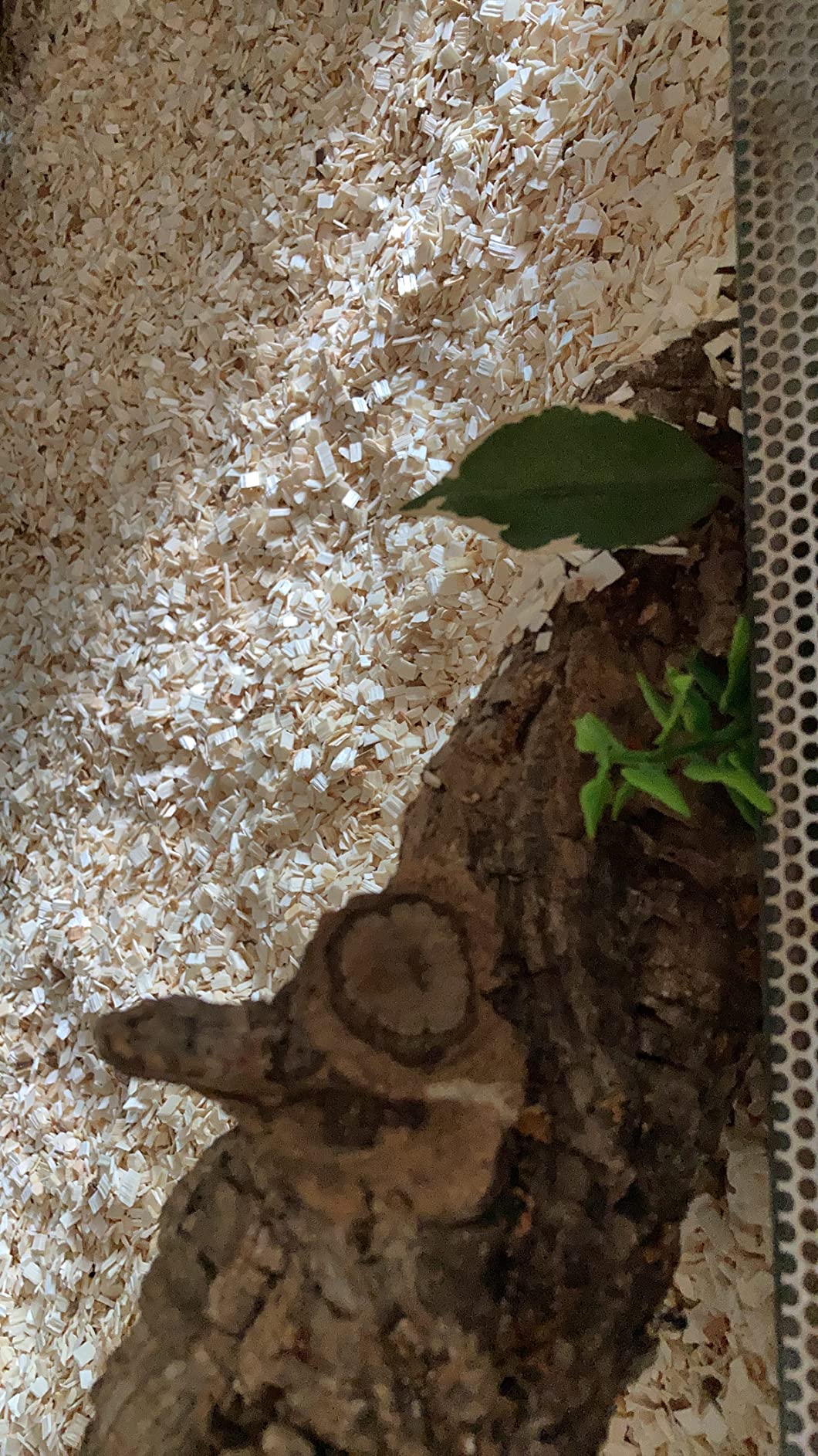 M&S Reptilien Aspen Einstreu Premium 50 L staubarm