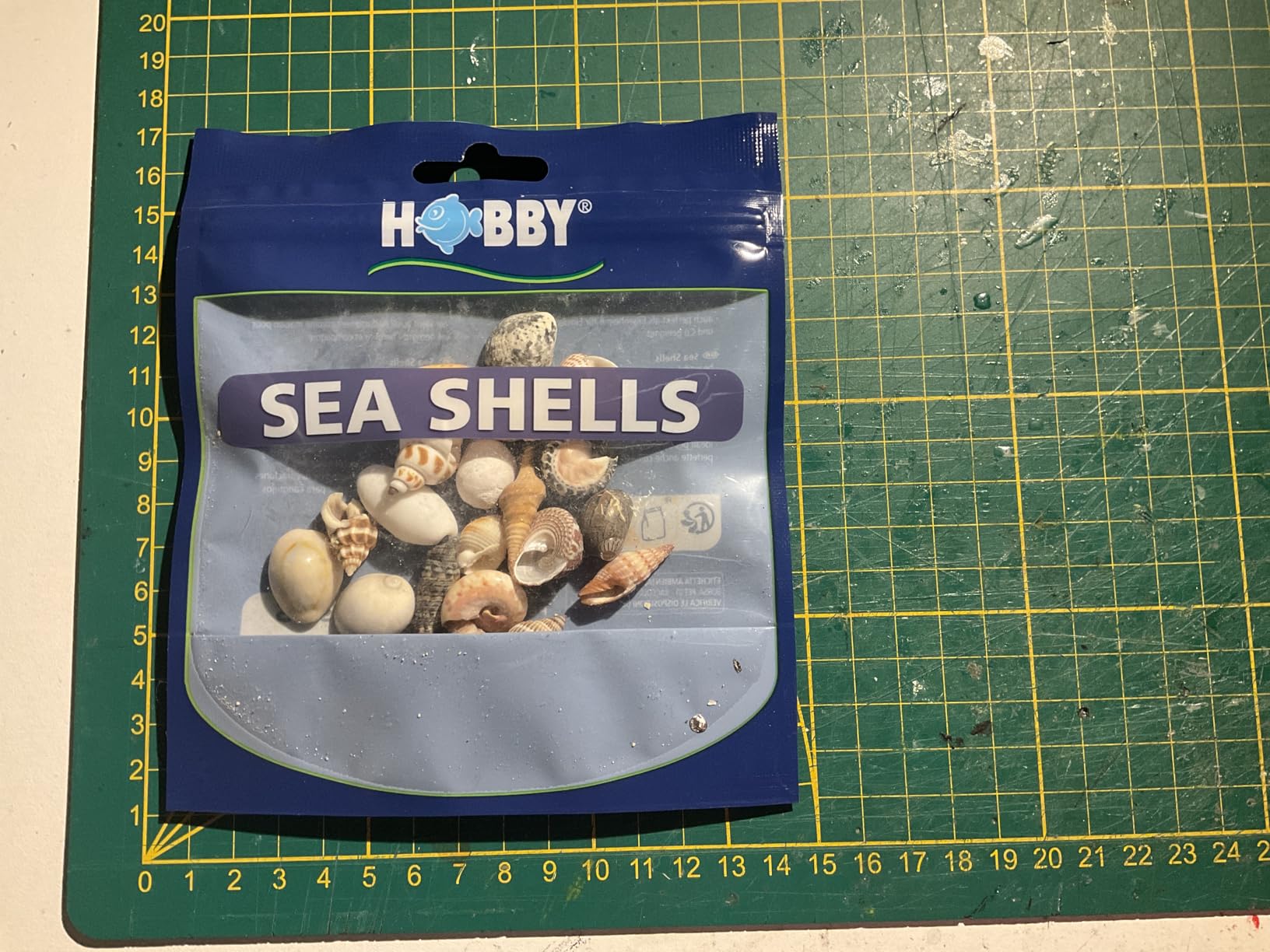 Hobby Sea Shells 40222 Dekomuscheln M 10 Stück natur