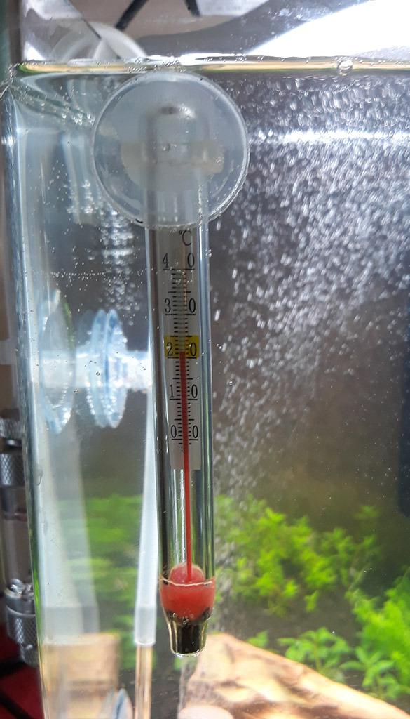 Hobby DT1 Digital-Thermometer dunkelrot Terrarium