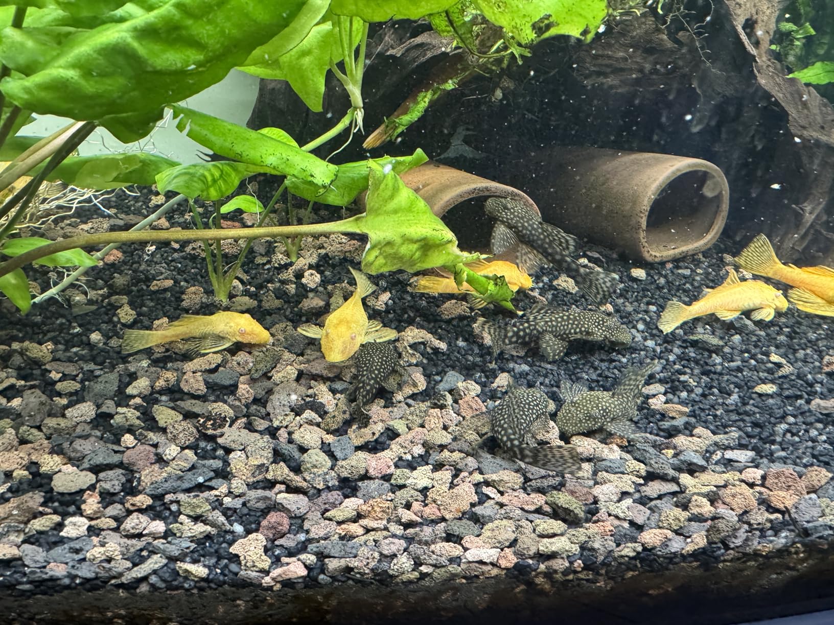 Hobby Catfish Cave L Welshöhle 7x16 cm dunkel