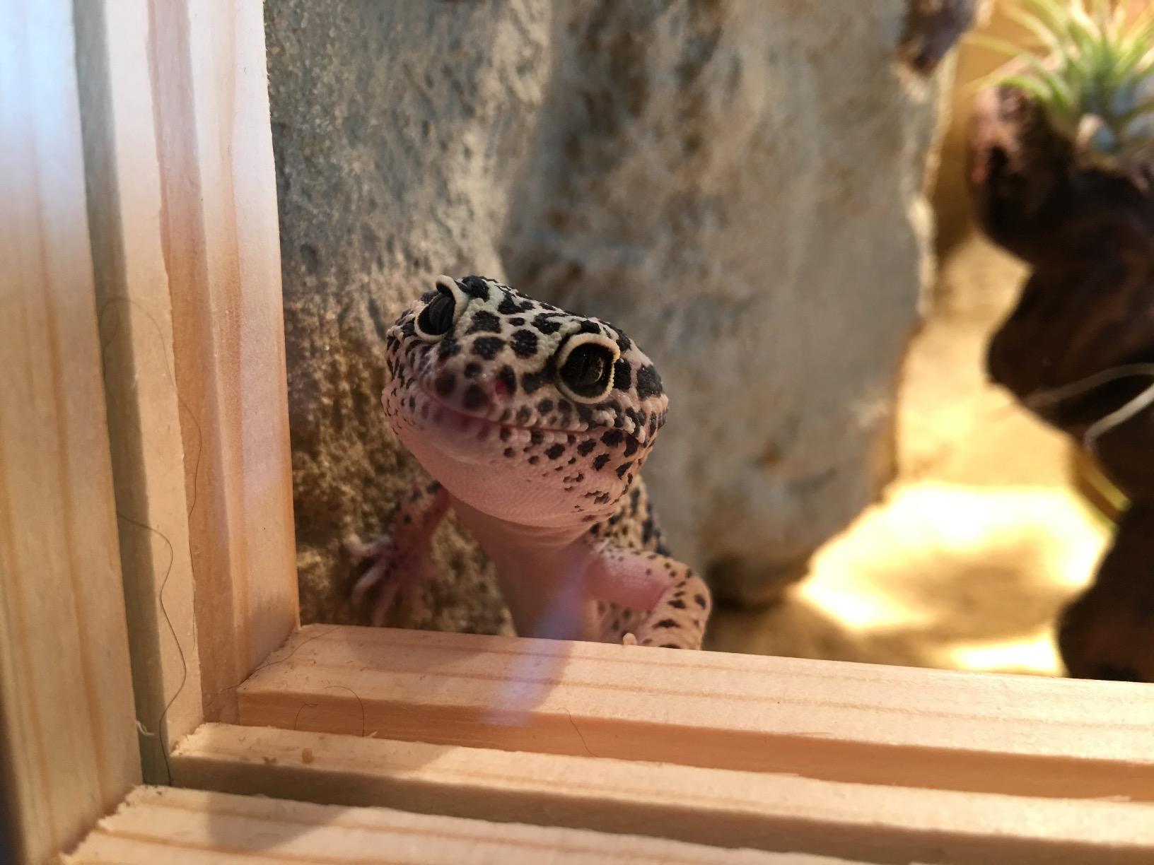 Repiterra Terrarium Seitenbelüftung 80x50x50 cm OSB