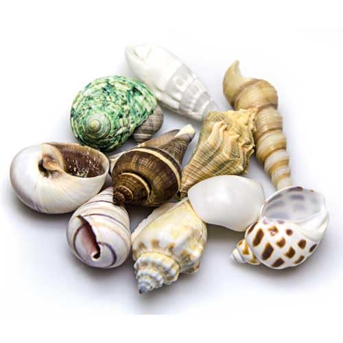 Hobby Sea Shells 40222 Dekomuscheln M 10 Stück natur
