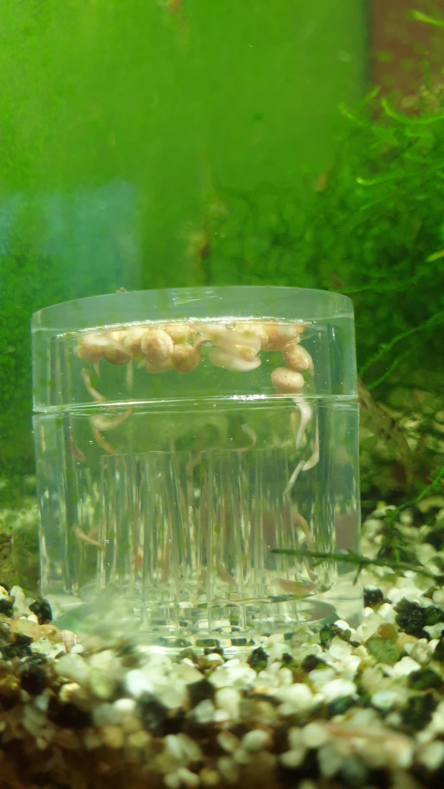 Hobby Planaria X Planarienfalle mit 2 Spezialköder chemiefrei