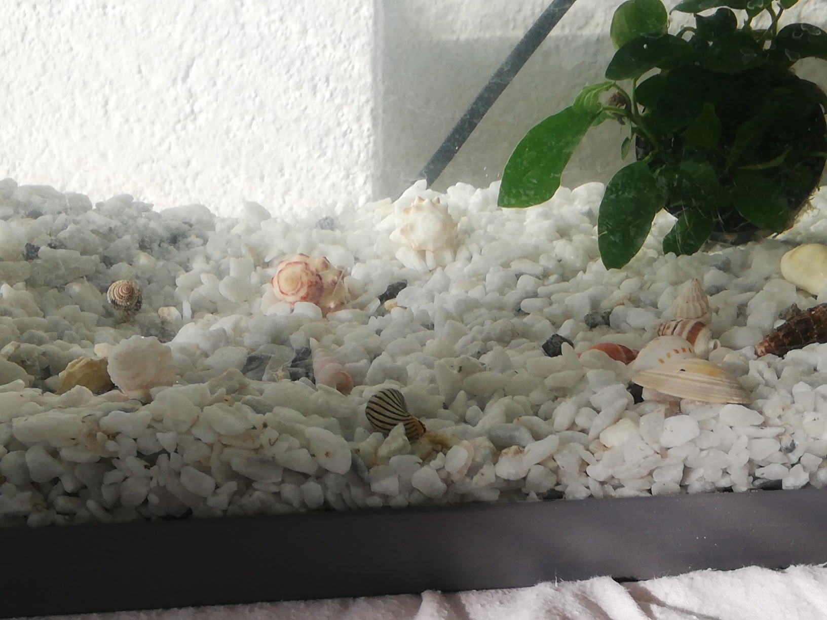 Hobby Sea Shells 40222 Dekomuscheln M 10 Stück natur