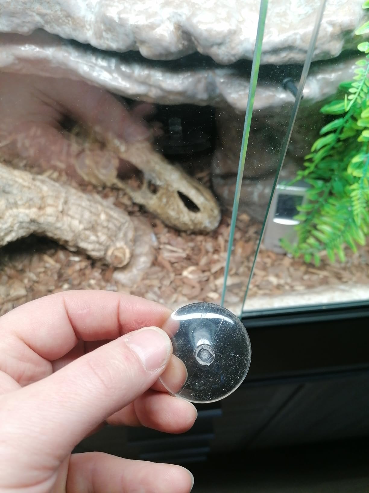 Hobby DT1 Digital-Thermometer dunkelrot Terrarium