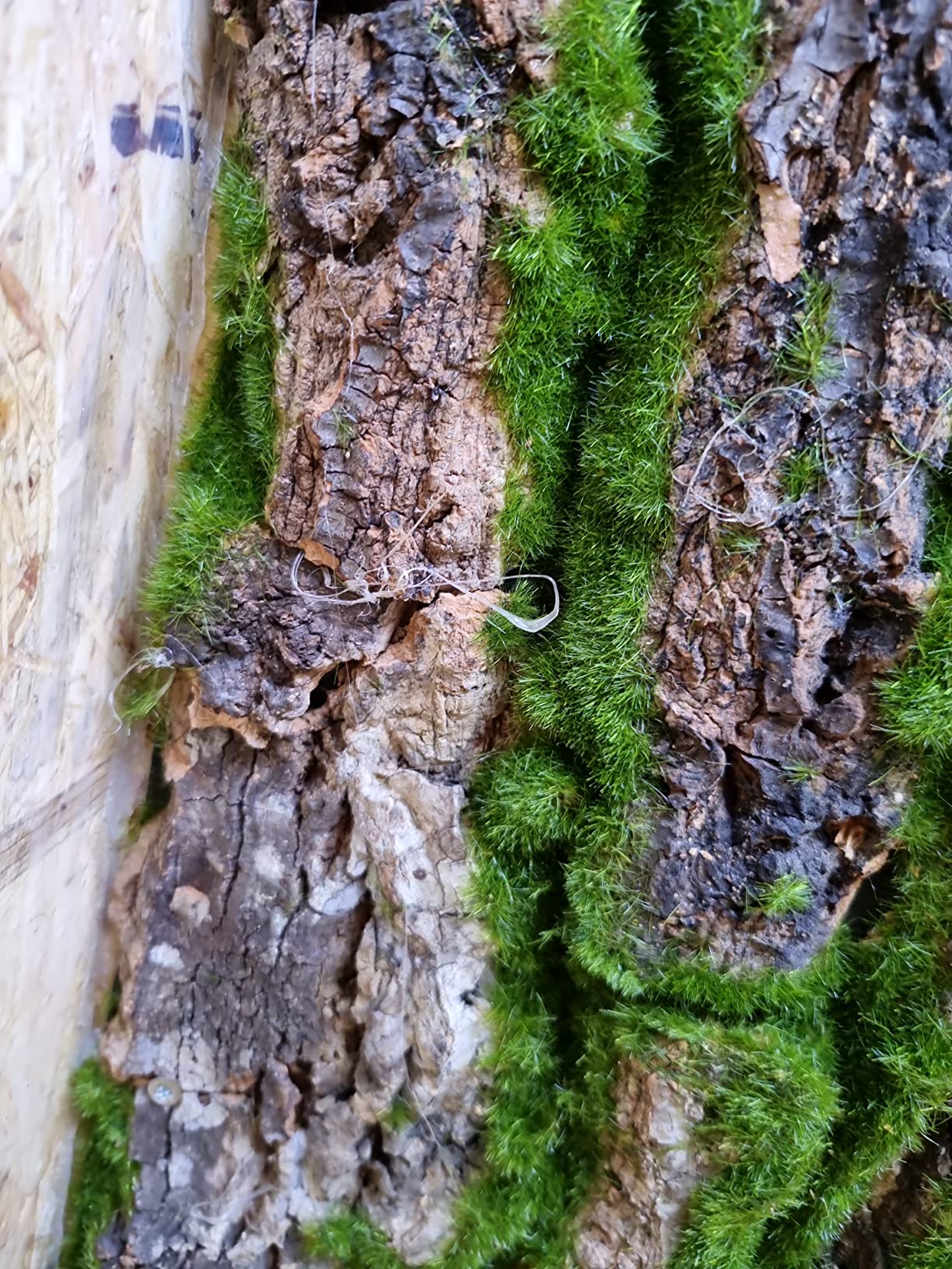 Repiterra Terrarium Rückwand Moos 116x58 cm 3D Hintergrund
