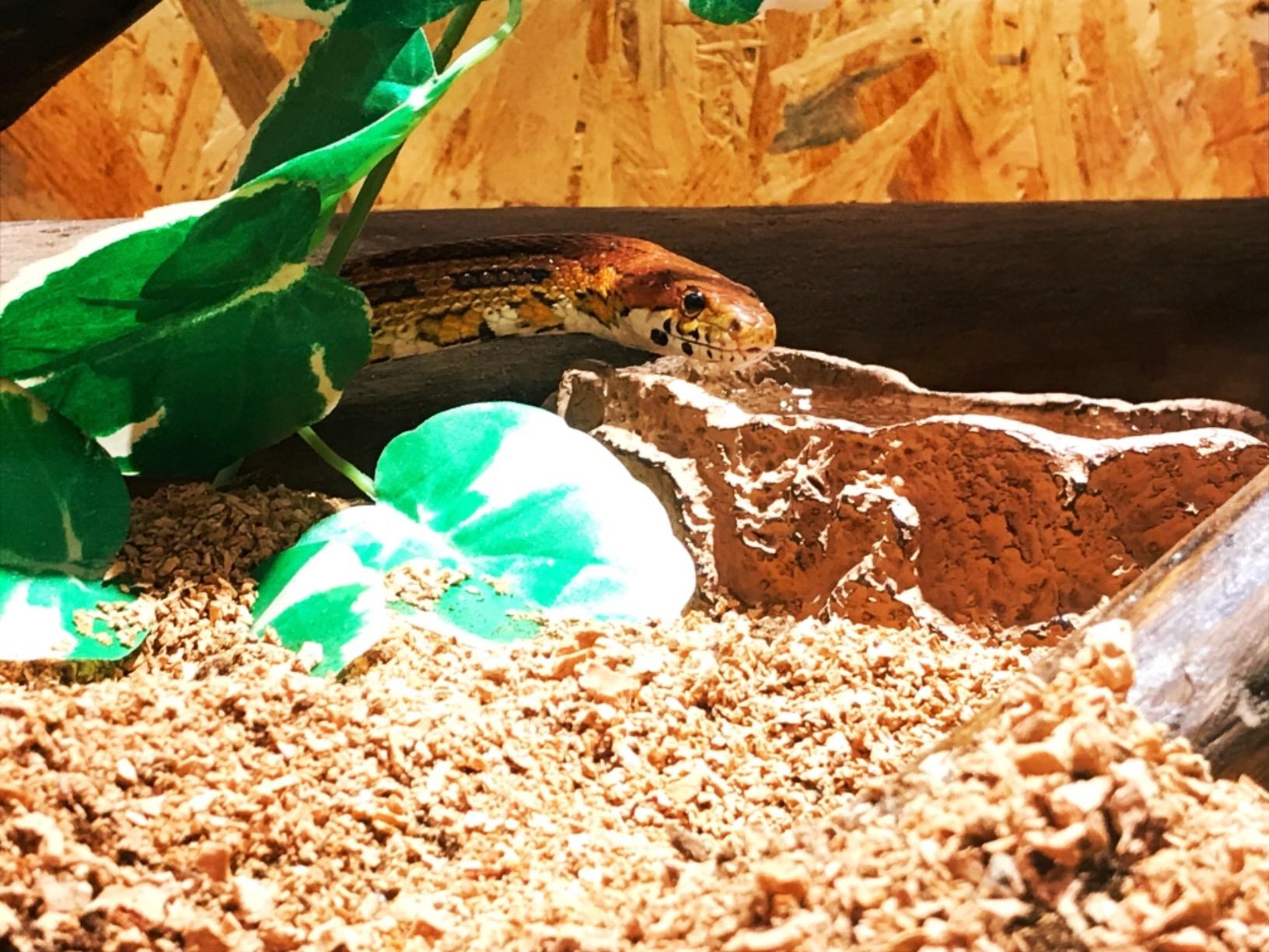 Repiterra Holzterrarium 120x60x60 cm OSB belüftet