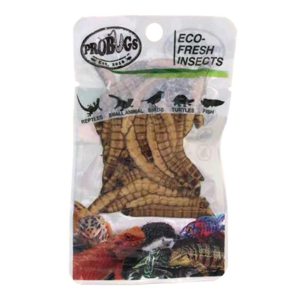 Repashy ProBugs Superworm Futterinsekten 20g proteinreich