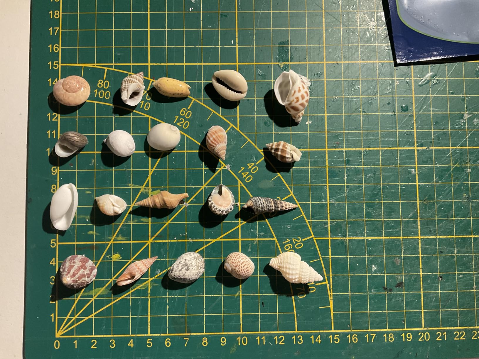 Hobby Sea Shells 40222 Dekomuscheln M 10 Stück natur