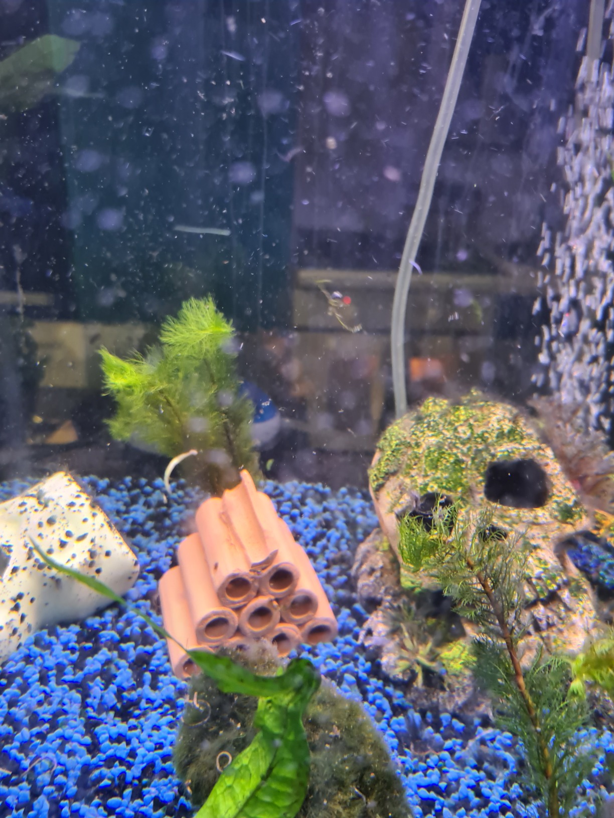 Hobby Prawn Pyramid 2-1 red Garnelenhöhle 3,5x3,5x5 cm Terrakotta