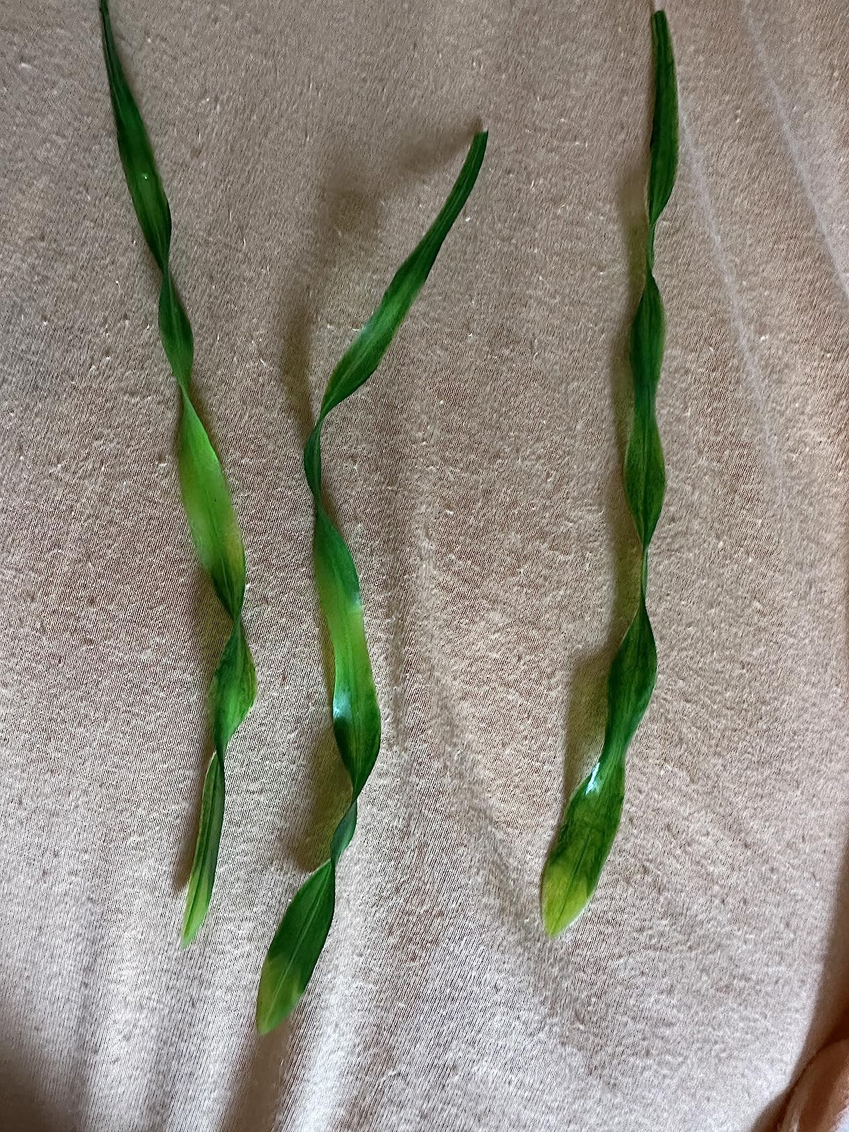 Hobby Vallisneria Kunstpflanze 60 cm täuschend echt