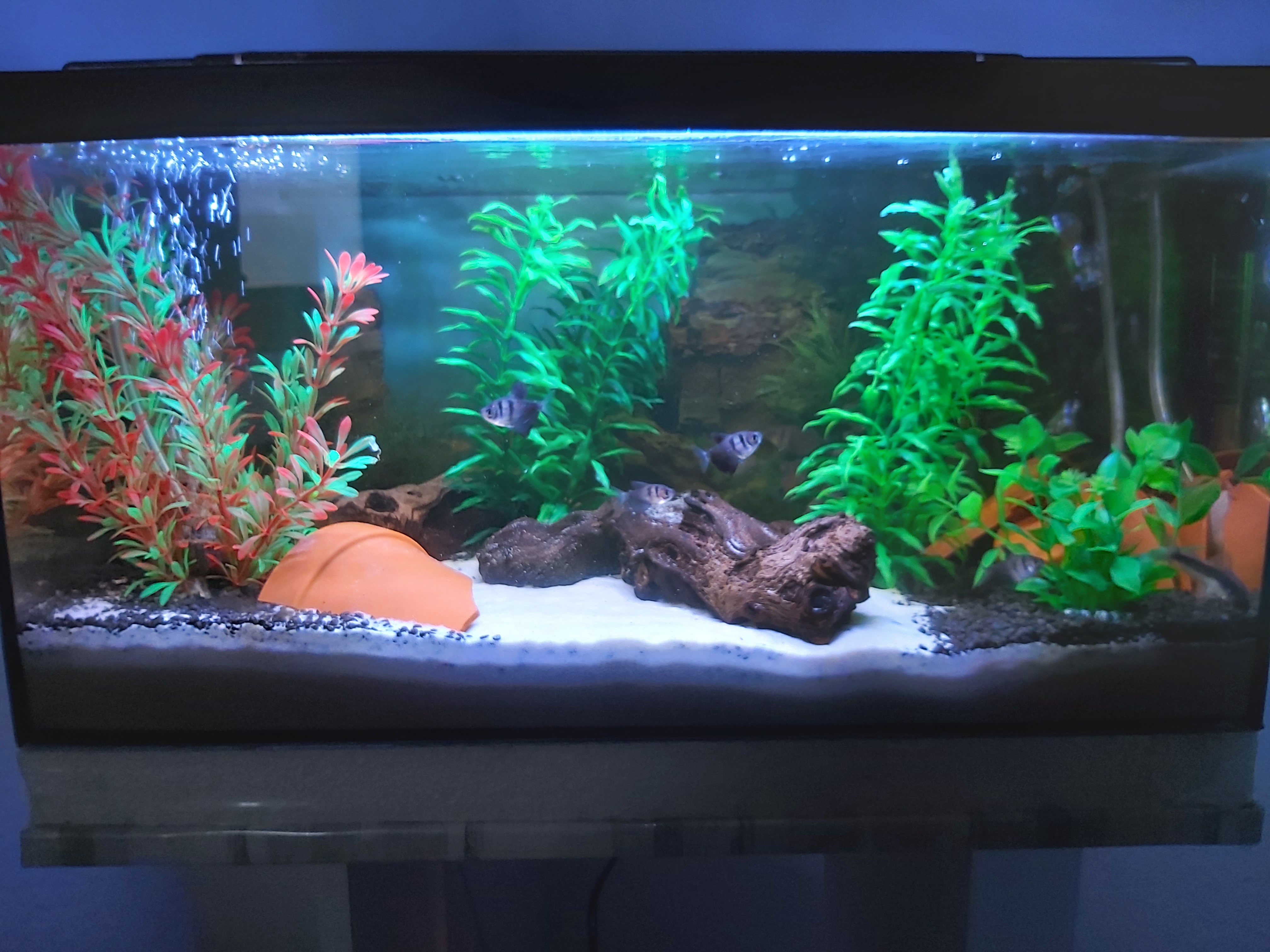 Hobby Heteranthera Kunstpflanze Aquarium 34 cm naturnah felsfixiert