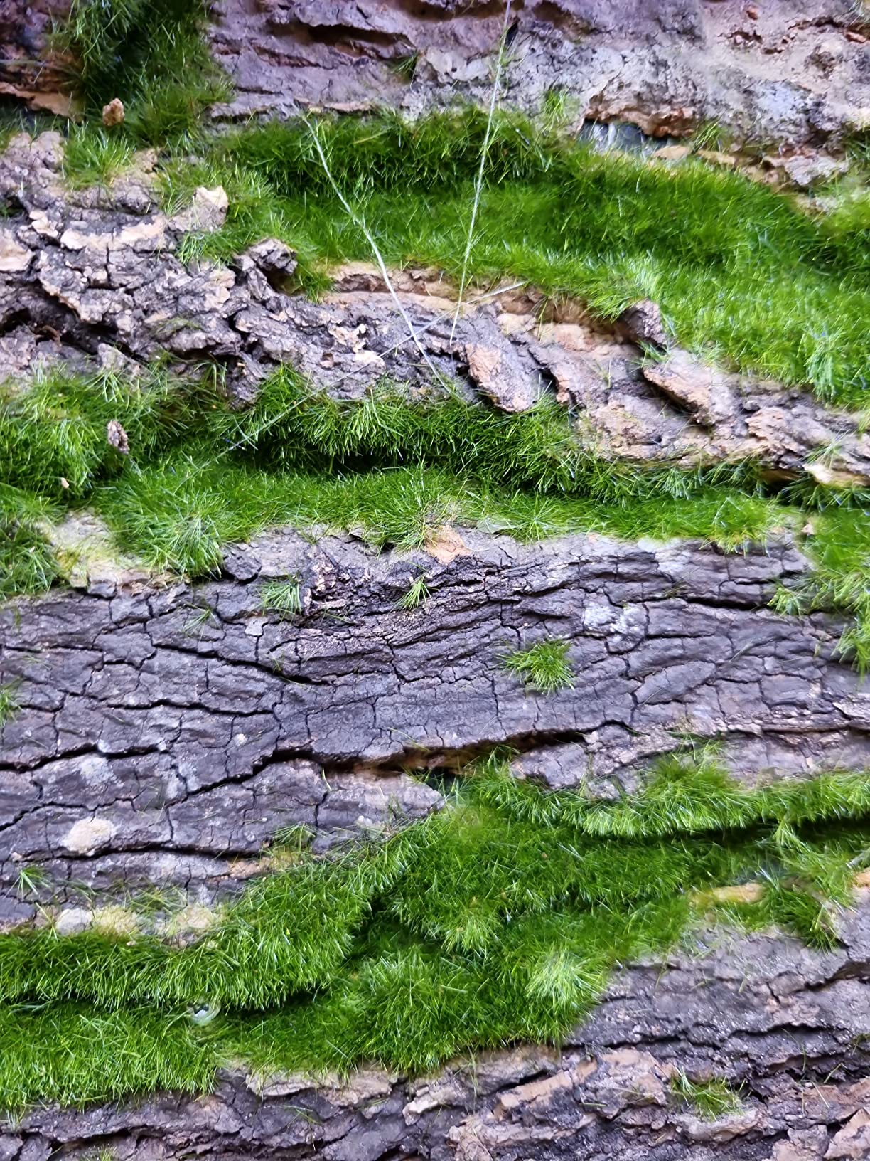Repiterra Terrarium Rückwand Moos 116x58 cm 3D Hintergrund