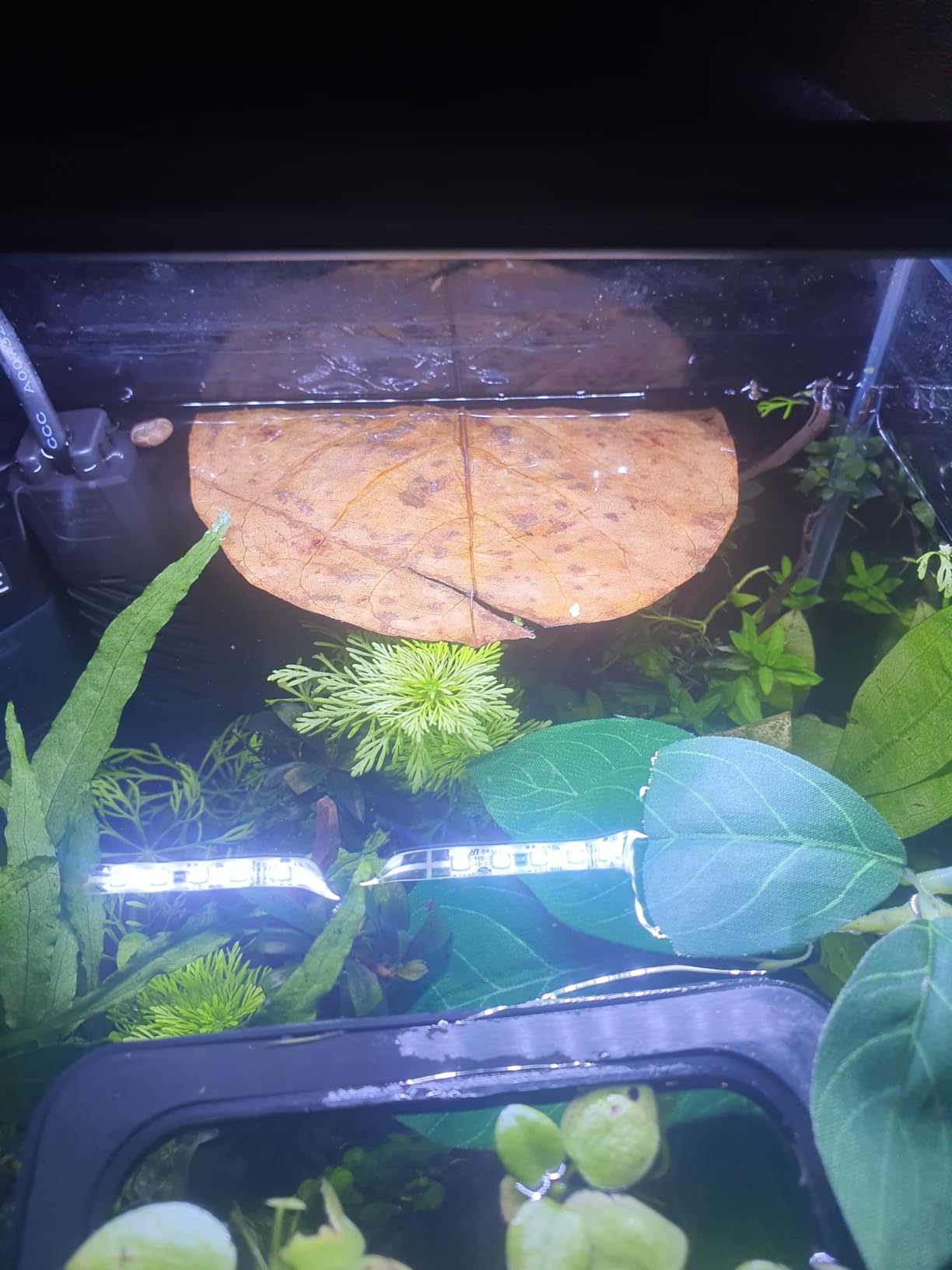 Hobby Nano Catappa Seemandelbaumblätter 12 Stück