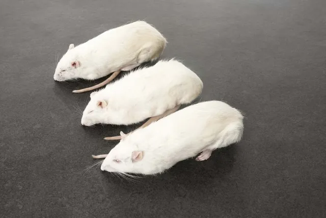 intipa Ratten XL Frostfutter 400-449 g 5 Stück