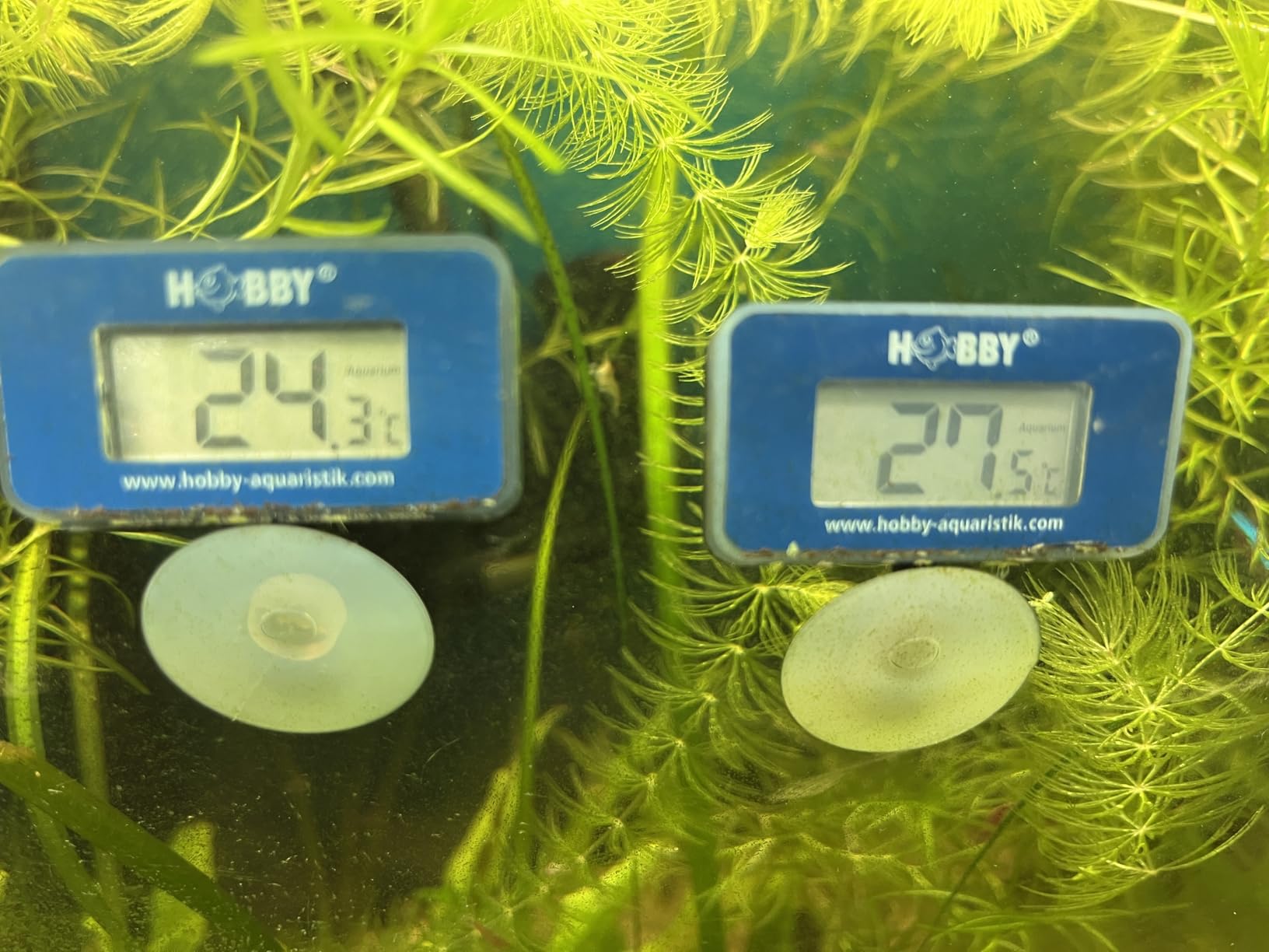 Hobby DT1 Digital-Thermometer dunkelrot Terrarium